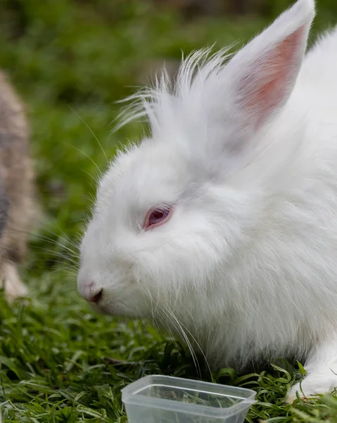 Tavşan Çiftliğindeki Sevimli Tavşanın Yakın Plan Görüntüsü — Stok fotoğraf
