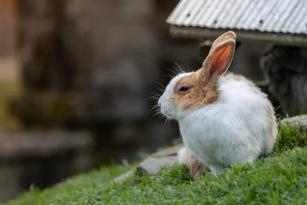 Närbild Bedårande Kanin Kaninfarm — Stockfoto