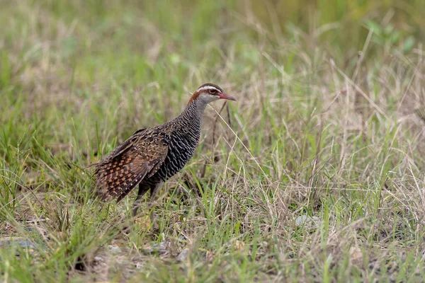 Nature wildlife of Buff-banded rail on paddy field