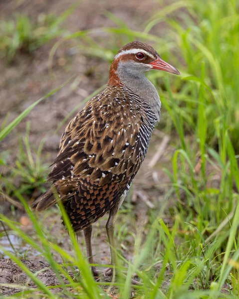 Nature wildlife of Buff-banded rail on paddy field