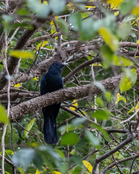 Natur Wildtiere Asiatischer Koelvogel Hockt Auf Ast — Stockfoto