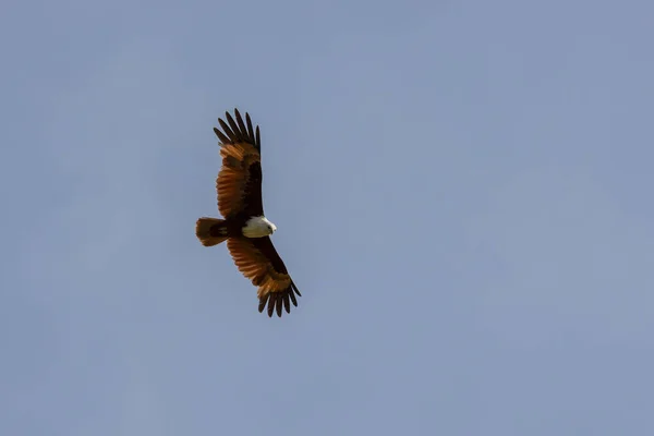 Brahminy Kite Eagle Flying Looking Prey Blue Sky — Fotografia de Stock