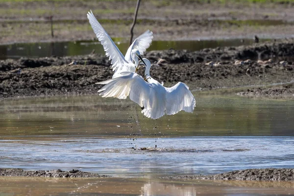 Nature Faune Bétail Paire Aigrette Oiseaux Combats Sur Rizière — Photo