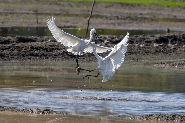 Natureza Vida Selvagem Casal Gado Egret Pássaro Lutando Campo Arrozal — Fotografia de Stock