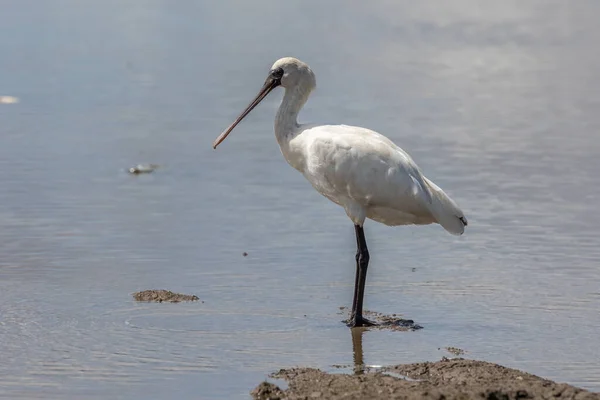 stock image Black-faced Spoonbill (Platalea minor) standing paddy filed at Kota Belud, Sabah, Borneo