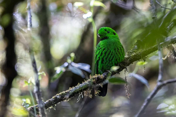 Hermoso Pájaro Verde Pico Ancho Posado Una Rama Pájaro Whitehead —  Fotos de Stock