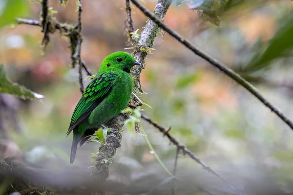 Vacker Fågel Grön Sändningssedel Sittande Gren Whiteheads Broadbill Fågel Endemisk — Stockfoto