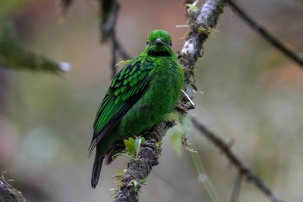 stock image Beautiful bird green broadbill perching on a branch. Whitehead's Broadbill bird endemic of Borneo