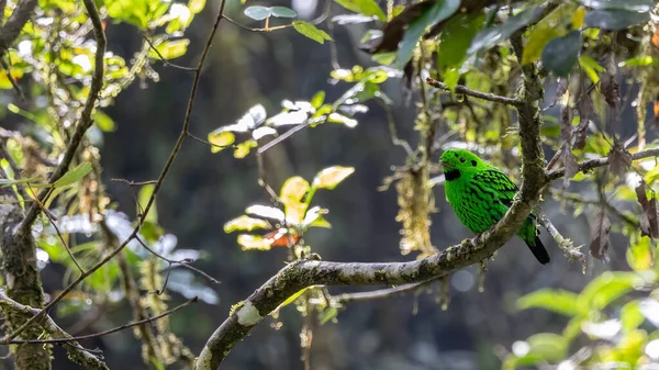 Schöne Vogelgrüne Breitschnabel Die Auf Einem Ast Hockt Weißkopfvogel Auf — Stockfoto