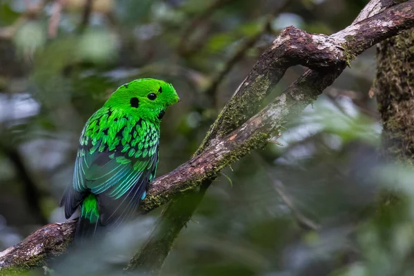 Piękny Ptak Zielony Broadbill Siedzi Gałęzi Brodacz Białogłowy Endemiczny Borneo — Zdjęcie stockowe