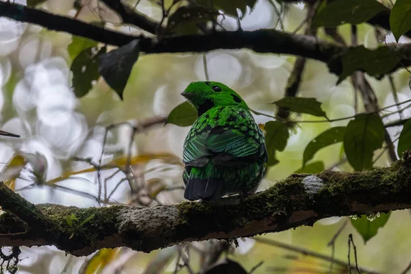 Krásný Ptačí Zelený Širokopásmový Keř Větvi Whiteheadův Broadbill Pták Endemický — Stock fotografie