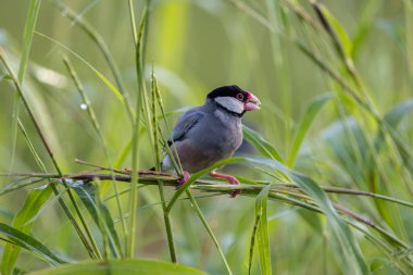 Güzel kuş Java serçesinin doğa görüntüsü (Lonchura oryzivora)