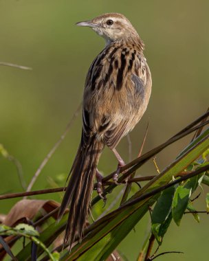 Doğa arka planına sahip güzel çizgili çim kuşunun yakın plan resmi