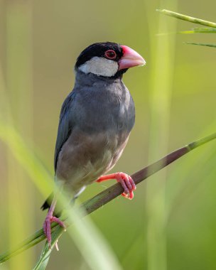Yeşil arka planlı güzel kuş Java serçesinin (Lonchura oryzivora) doğa görüntüsü