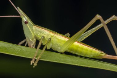 Katydid 'in Borneo Adası' ndaki yeşil yaprakların üzerindeki doğal orman görüntüsü.