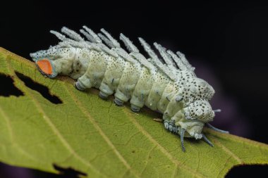 Nature wildlife image of Atlas moth caterpillar clipart