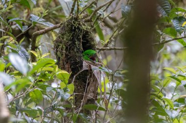 Whitehead 'in kuş yuvası Borneo' ya özgü Broadbill kuş yuvası