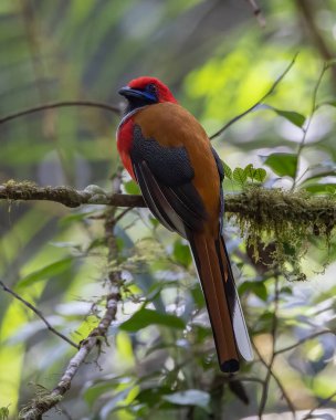 Whitehead 'in Borneo' ya özgü Trogon kuşunun doğası.