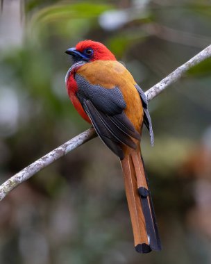 Whitehead 'in Borneo' ya özgü Trogon kuşunun doğası.