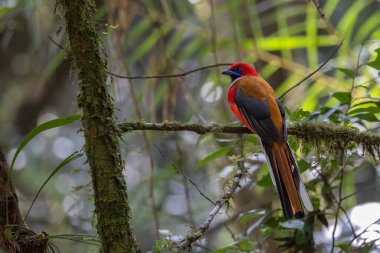 Whitehead 'in Borneo' ya özgü Trogon kuşunun doğası.