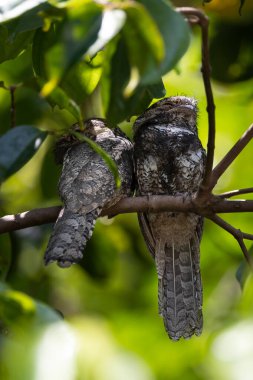 Ağaç dalında dinlenen sevimli çift Sunda Frogmouth 'un doğa görüntüsü