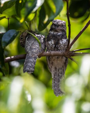 Ağaç dalında dinlenen sevimli çift Sunda Frogmouth 'un doğa görüntüsü