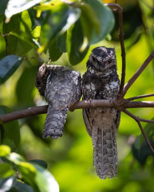 Ağaç dalında dinlenen sevimli çift Sunda Frogmouth 'un doğa görüntüsü