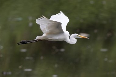 Doğa, çeltik tarlasında sığır balıkçısının görüntüsü.