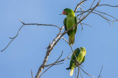 Mavi peçeli papağanın doğa kuşları aynı zamanda mavi taçlı yeşil papağanlar.