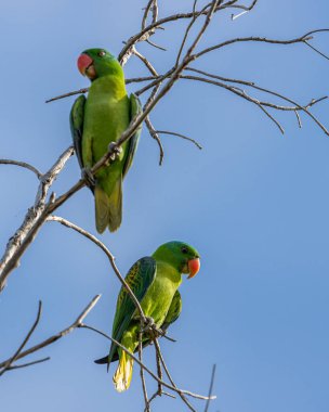 Mavi peçeli papağanın doğa kuşları aynı zamanda mavi taçlı yeşil papağanlar.