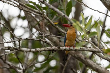 Ağaçların dallarına tüneyen, Strok gagalı kralbalıkçı kuşunun doğa görüntüsü.