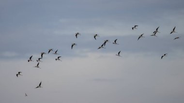Akşamları gökyüzünde uçan kuş sürüsü