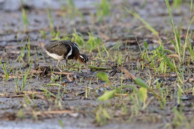 Paddy 'deki boyalı çulluk kuşunun doğa görüntüsü.
