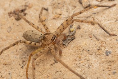 Yeşil yapraklar üzerindeki güzel örümceğin doğa görüntüsü, Sabah 'taki güzel örümcek, Borneo (Seçici Odak)
