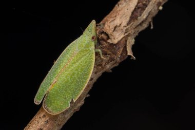 Katydid 'in Borneo Adası' ndaki yeşil yaprakların üzerindeki doğal orman görüntüsü.