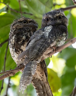 Ağaç dalında dinlenen sevimli çift Sunda Frogmouth 'un doğa görüntüsü