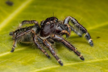 Güzelim Erkek Sıçrayan Örümcek Hyllus Giganteus 'un Sabah, Borneo' daki Makro görüntüsü