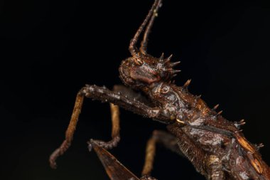 Dev sopa çekirgesinin doğa manzarası veya Borneo Adası. Haaniella echinata Sp.-