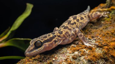 Sabah, Borneo 'dan Kinabalu Açı Parmaklı Gecko' nun Makro resmi