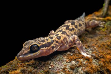Sabah, Borneo 'dan Kinabalu Açı Parmaklı Gecko' nun Makro resmi