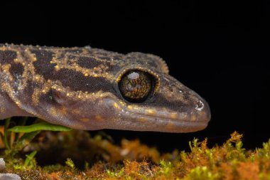 Sabah, Borneo 'dan Kinabalu Açı Parmaklı Gecko' nun Makro resmi