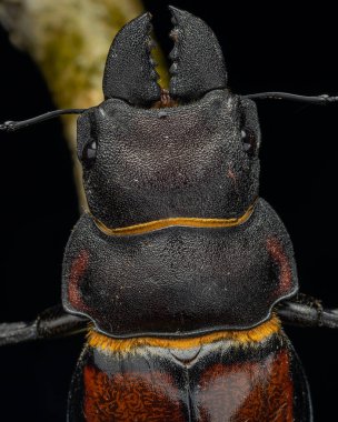Geyik Böceği Odontolabis cypri 'nin makro görüntüsü Borneo' ya özgüdür
