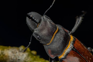 Geyik Böceği Odontolabis cypri 'nin makro görüntüsü Borneo' ya özgüdür