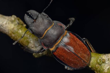 Geyik Böceği Odontolabis cypri 'nin makro görüntüsü Borneo' ya özgüdür