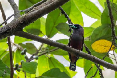 Yayın gagalı kuşunun ağaç dalına tünediği doğal yaşam görüntüsü.