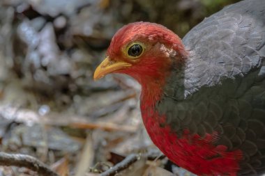 Crimson-headed partridge on deep jungle rainforest, It is endemic to the island of Borneo