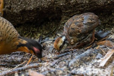 Borneo 'daki tepelik ve Montan ormanlarına özgü Bornean Kekliği olarak da bilinen kızıl göğüslü küçük kekliğin doğası.