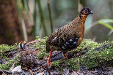 Red-breasted partridge also known as the Bornean hill-partridge It is endemic to hill and montane forest in Borneo