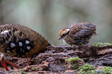 Borneo 'daki tepelik ve Montan ormanlarına özgü Bornean Kekliği olarak da bilinen kızıl göğüslü küçük kekliğin doğası.