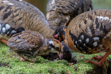 Borneo 'daki tepelik ve Montan ormanlarına özgü Bornean Kekliği olarak da bilinen kızıl göğüslü küçük kekliğin doğası.